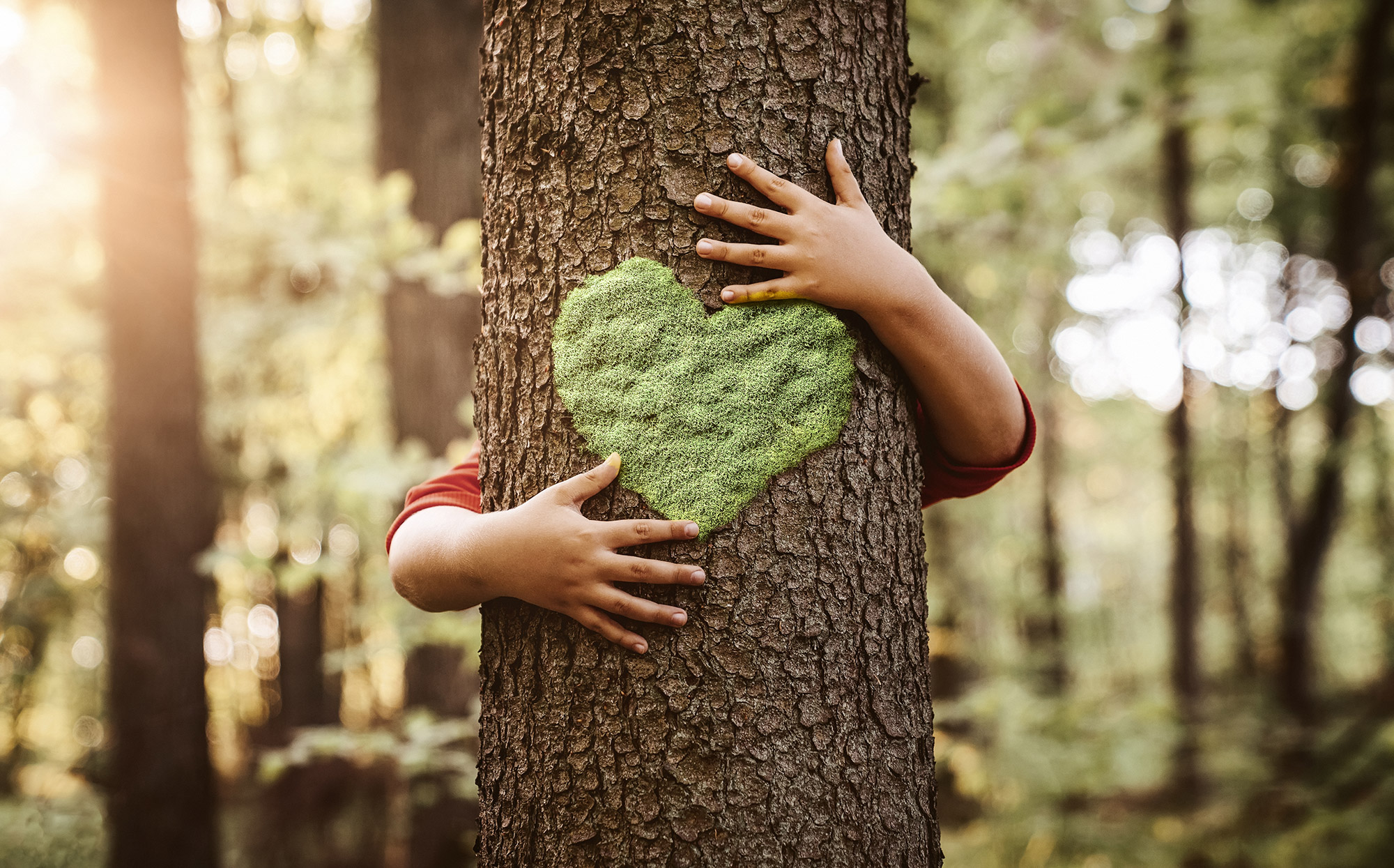 Vorbichl adventure trail - hugging a tree - Hotel Tirolensis