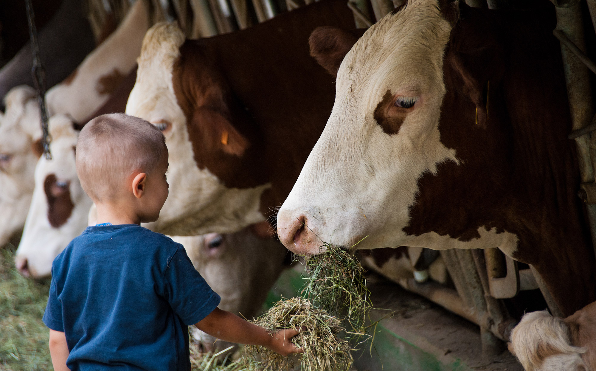 Animal world Rainguthof - boy feeds cows - Hotel Tirolensis