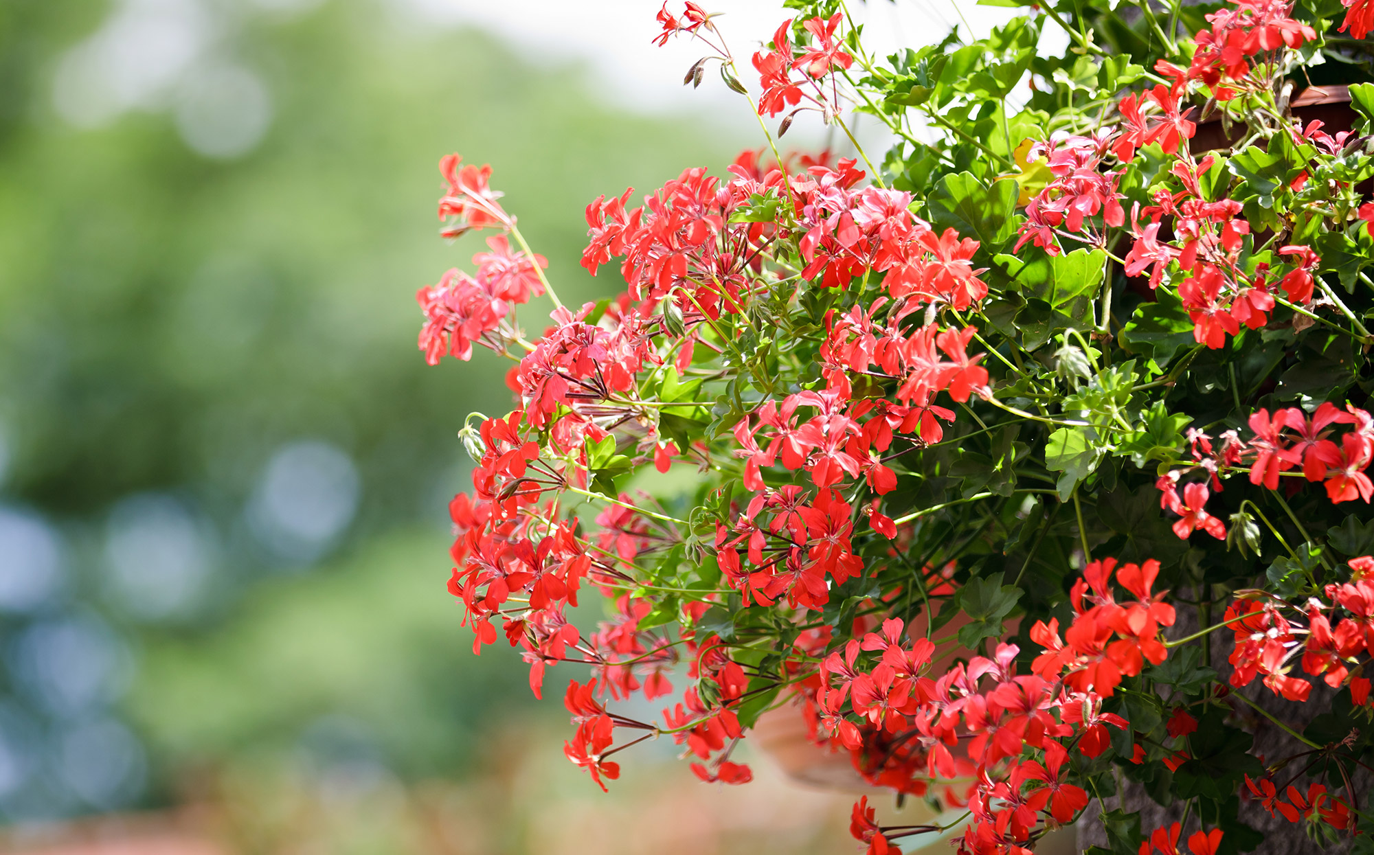 Völlaner Badl - flowers - Hotel Tirolensis