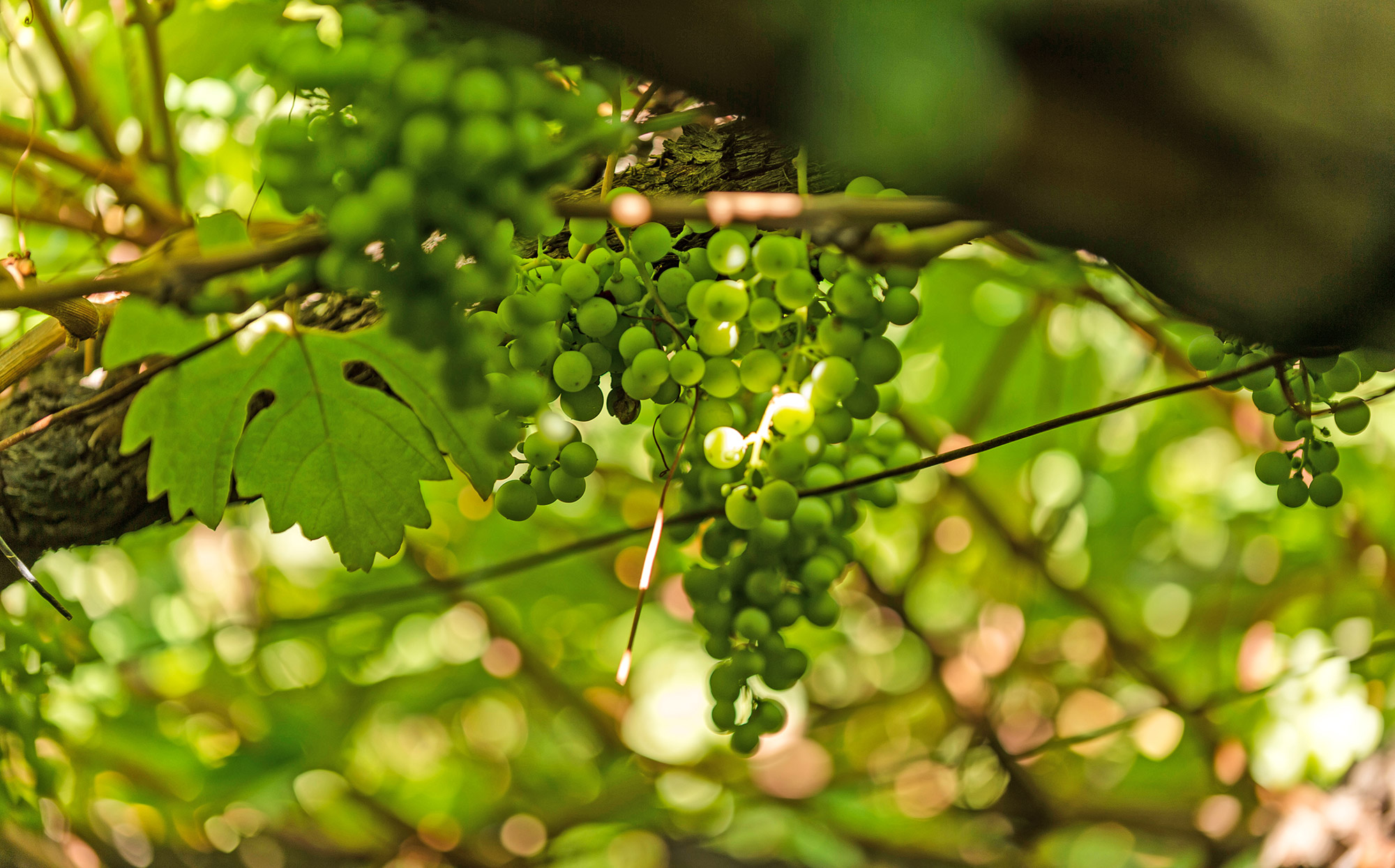 Weinreben - Zentral - Hotel Tirolensis