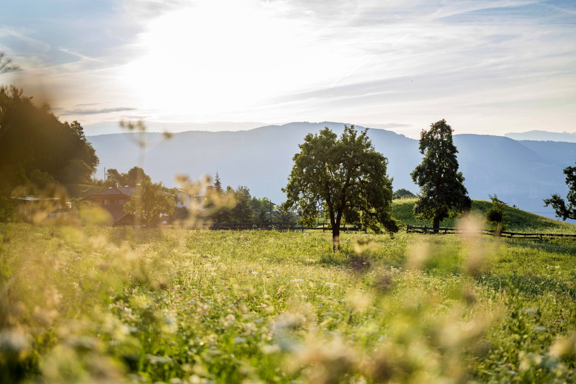 Zentral Grissian - Baum in grüner Wiese - Hotel Tirolensis