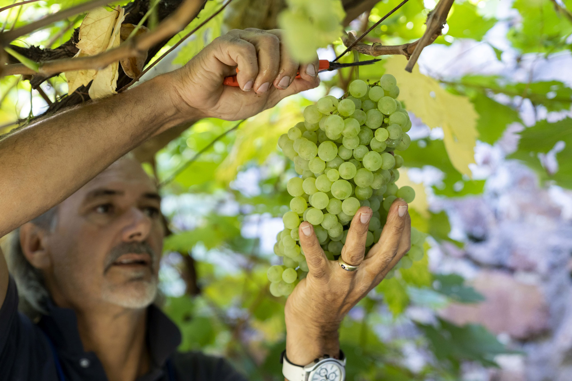 Winzer - Mann sammelt Trauben - Hotel Tirolensis